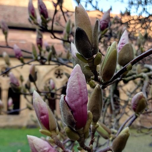 Kloster Maulbronn, Magnolienpflanze im Klostergarten am 21. März 2023