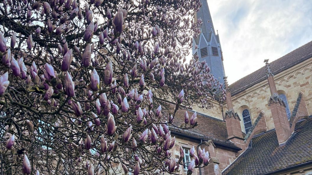 Kloster Maulbronn, Magnolienblüte am 29. März 2026