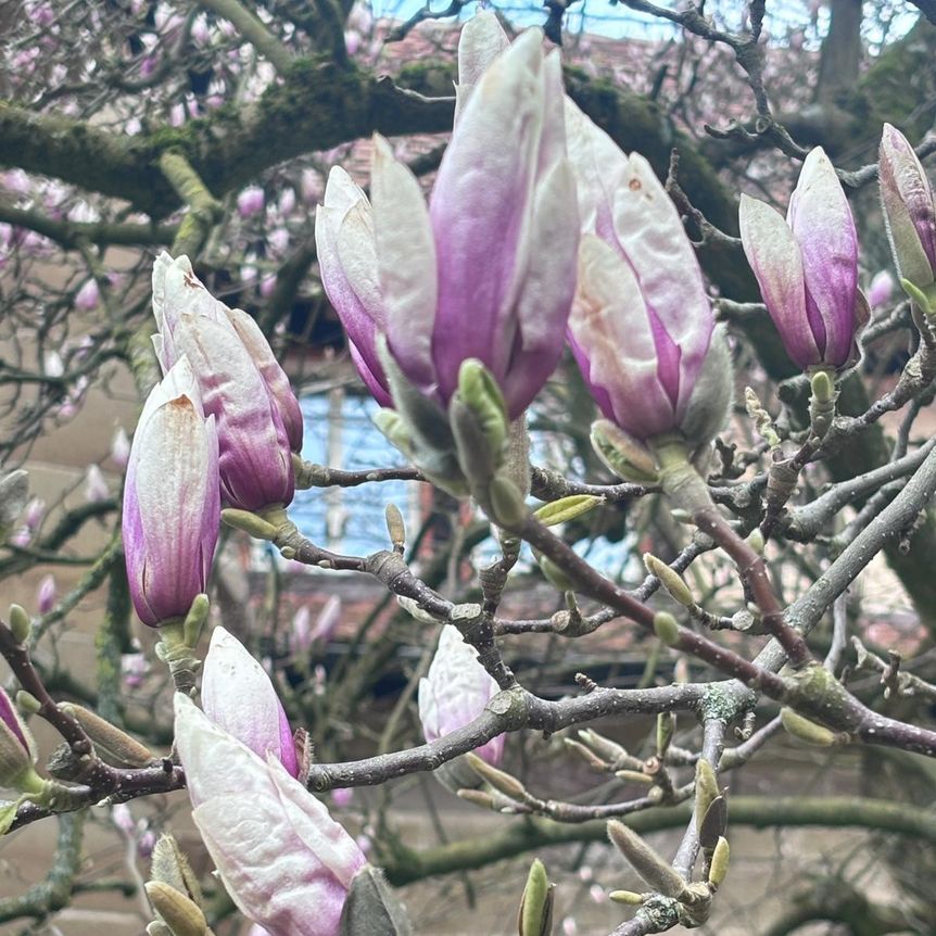 Kloster Maulbronn, Magnolienblüte am 1. April 2026