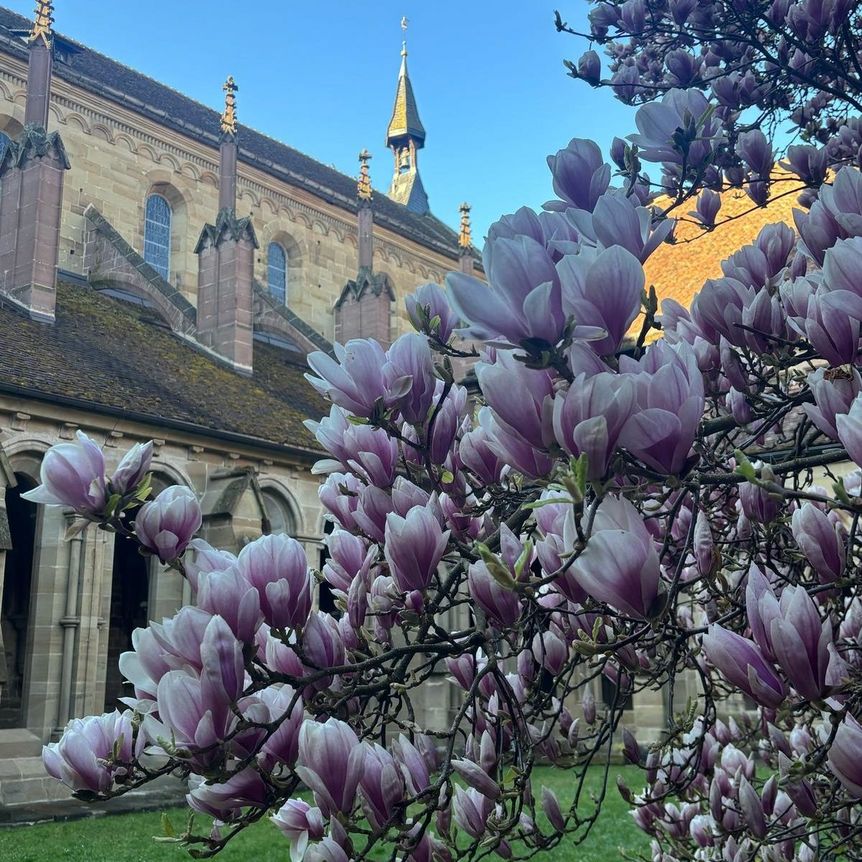 Kloster Maulbronn, Magnolienblüte am 7. April 2025