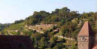 Maulbronn Monastery, monastery vineyard