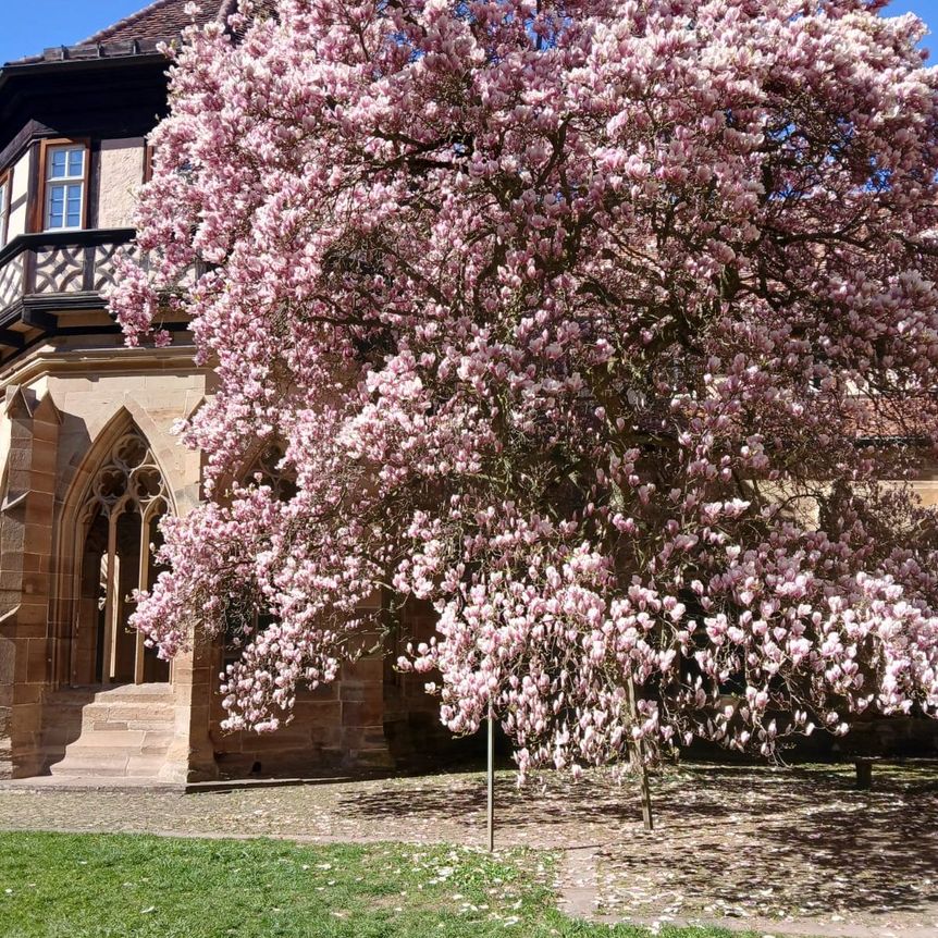 Kloster Maulbronn, Magnolienblüte am 8. April 2025