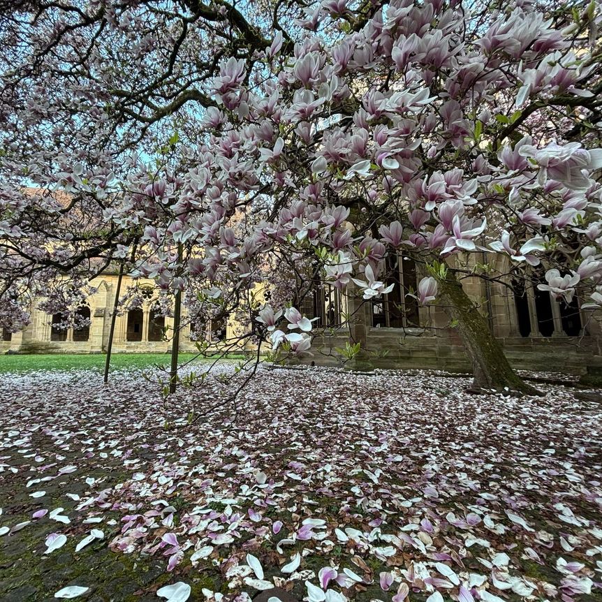 Kloster Maulbronn, Magnolienblüte am 14. April 2025