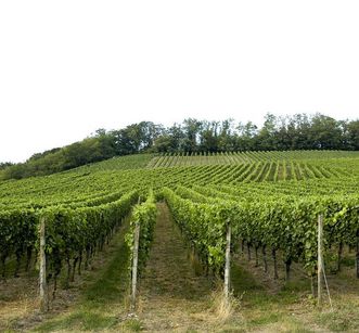 Maulbronn Monastery vinyards