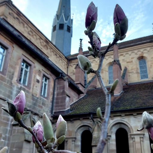 Kloster Maulbronn, Magnolienpflanze im Klostergarten am 21. März 2023