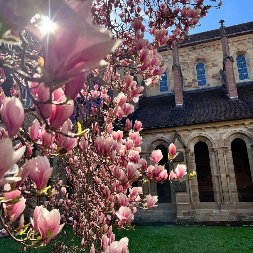 Kloster Maulbronn, Magnolienblüte am 8. April 2025