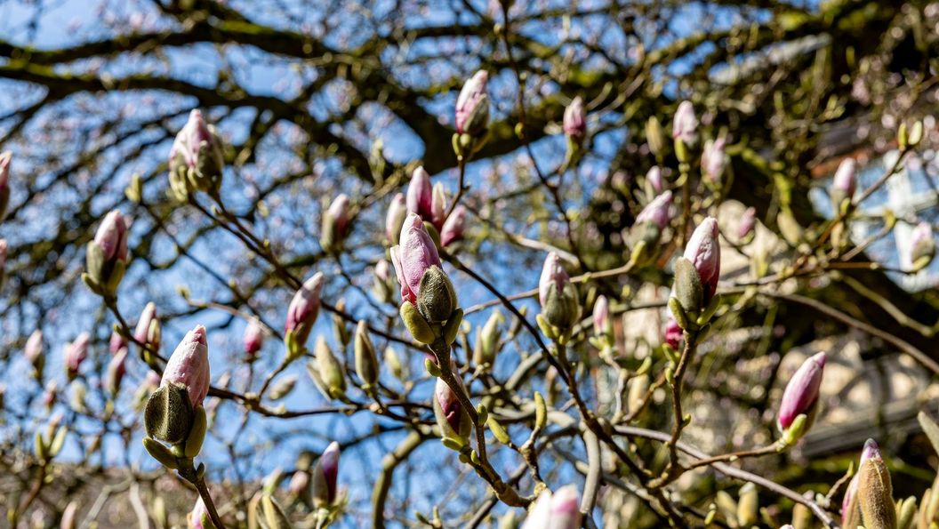 Kloster Maulbronn, Magnolienblüte am 19. März 2026