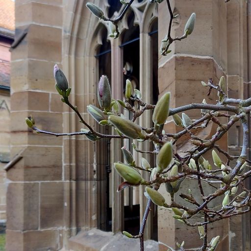 Kloster Maulbronn, Magnolienpflanze im Klostergarten am 17. März 2023