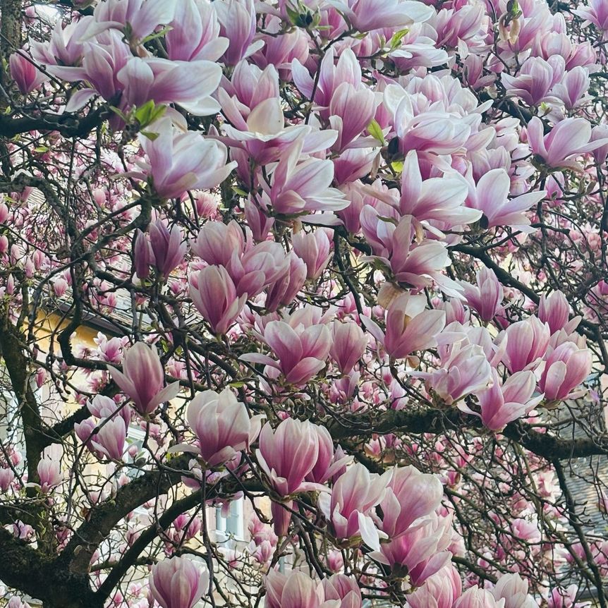 Kloster Maulbronn, Magnolienblüte am 10. April 2025