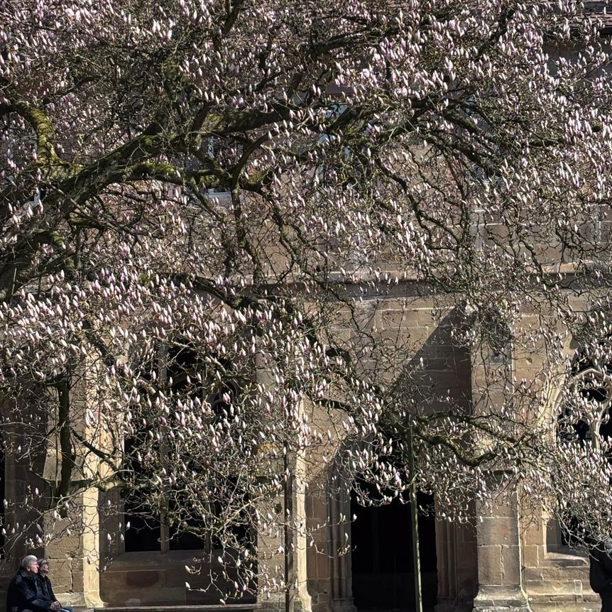 Kloster Maulbronn, Magnolienblüte am 23. März 2026