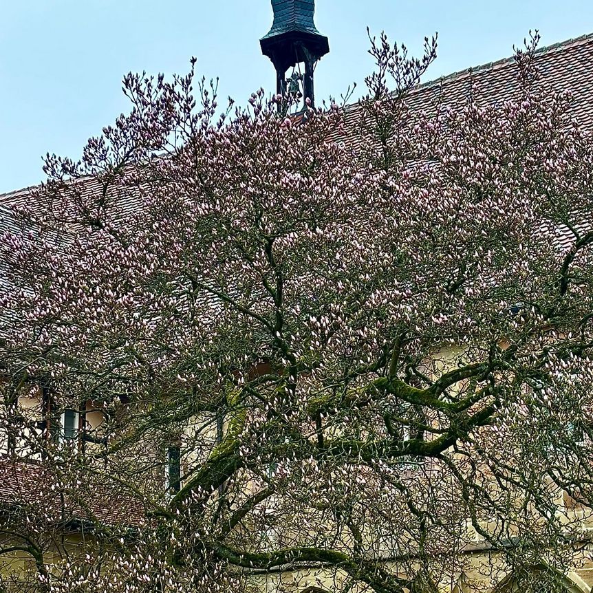 Kloster Maulbronn, Magnolienblüte am 26. März 2025