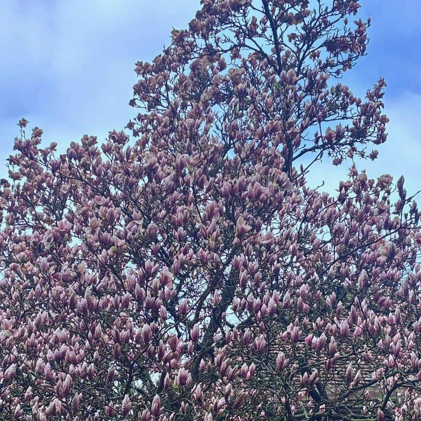 Kloster Maulbronn, Magnolienblüte am 1. April 2026