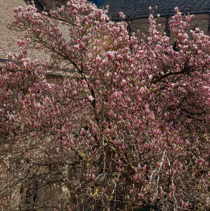 Kloster Maulbronn, Magnolienblüte am 1. April 2025
