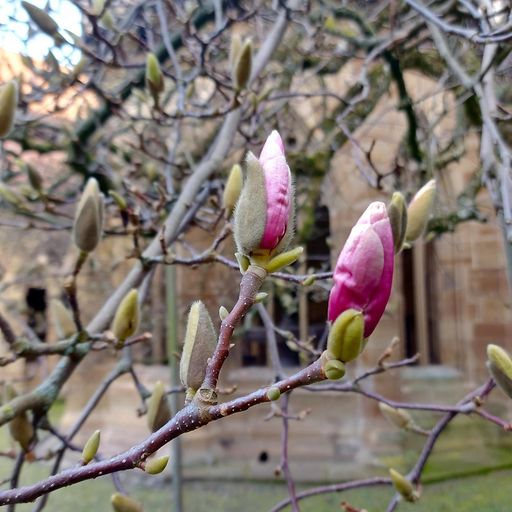 Kloster Maulbronn, Magnolienpflanze im Klostergarten am 17. März 2023