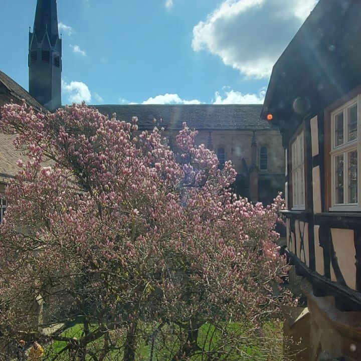 Kloster Maulbronn, Magnolienblüte am 1. April 2025