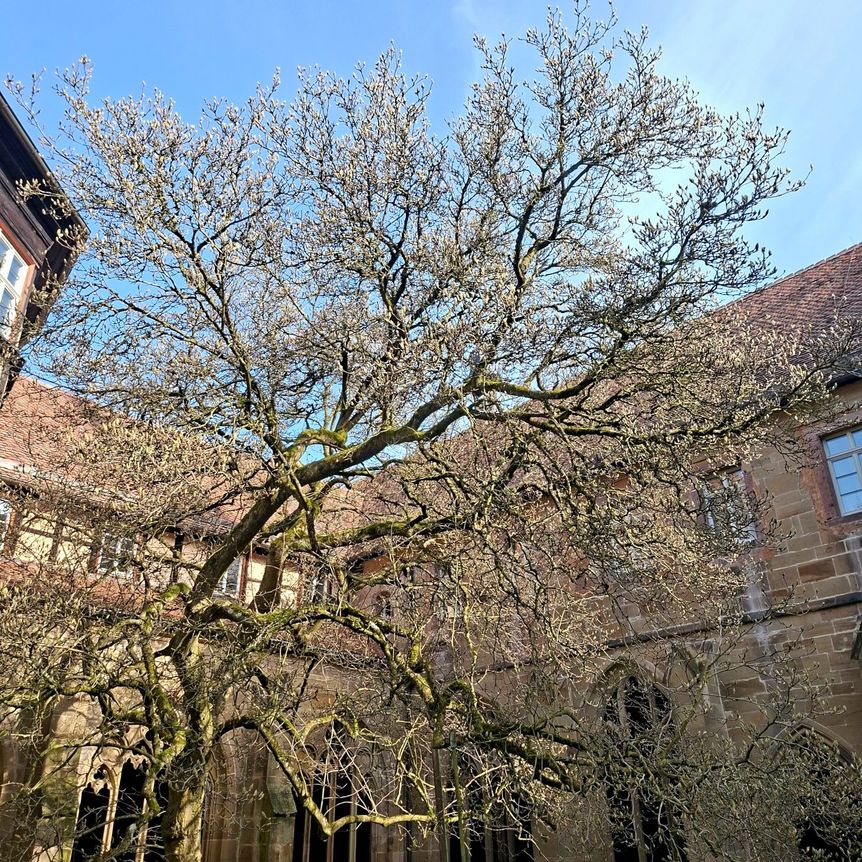 Kloster Maulbronn, Magnolienblüte am 10. März 2026