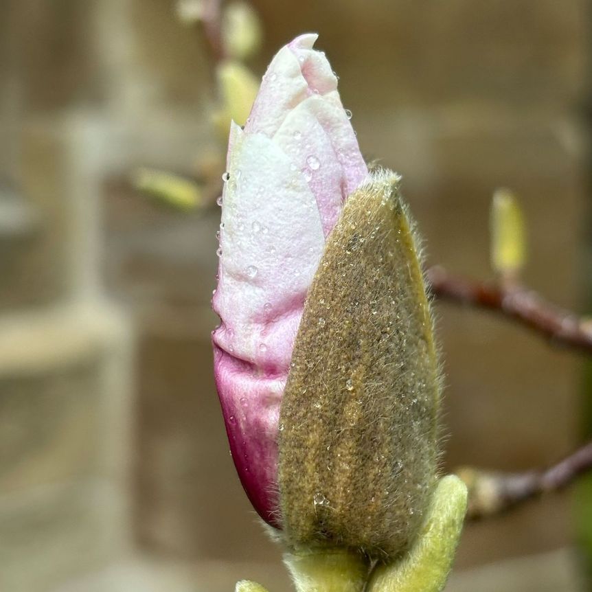 Kloster Maulbronn, Magnolienblüte am 26. März 2025