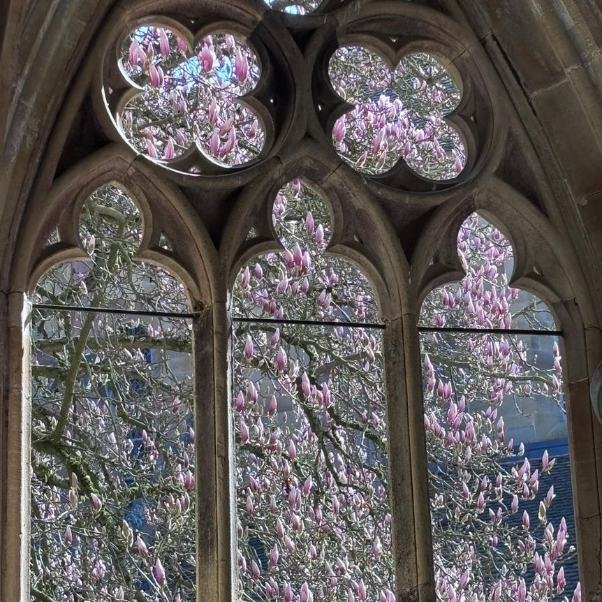 Kloster Maulbronn, Magnolienblüte am 23. März 2026