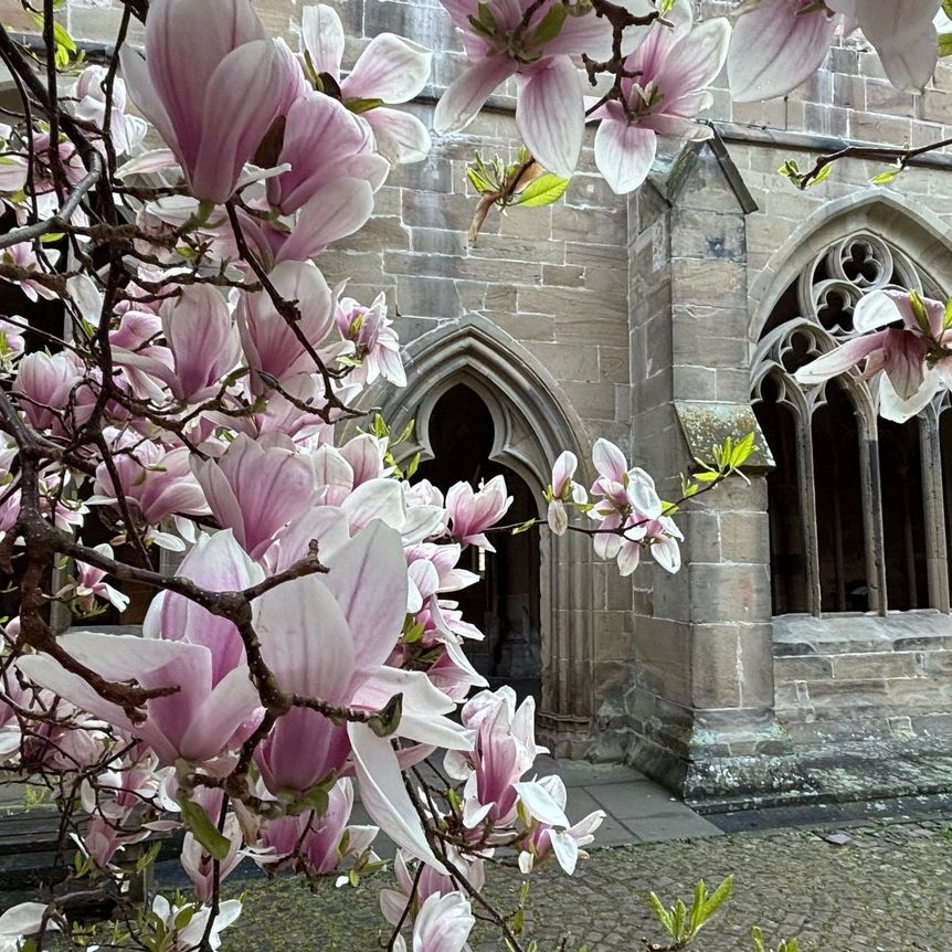 Kloster Maulbronn, Magnolienblüte am 14. April 2025