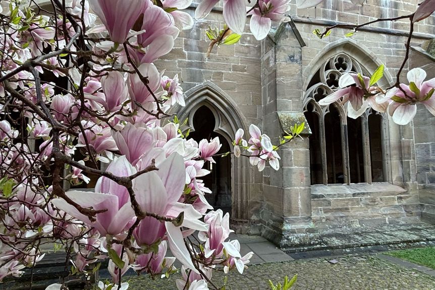 Kloster Maulbronn, Magnolienblüte am 14. April 2025