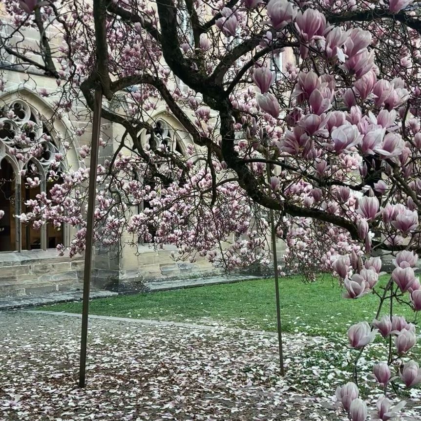 Kloster Maulbronn, Magnolienblüte am 10. April 2025