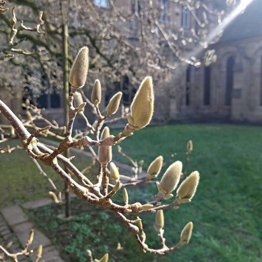 Kloster Maulbronn, Magnolienblüte am 10. März 2026