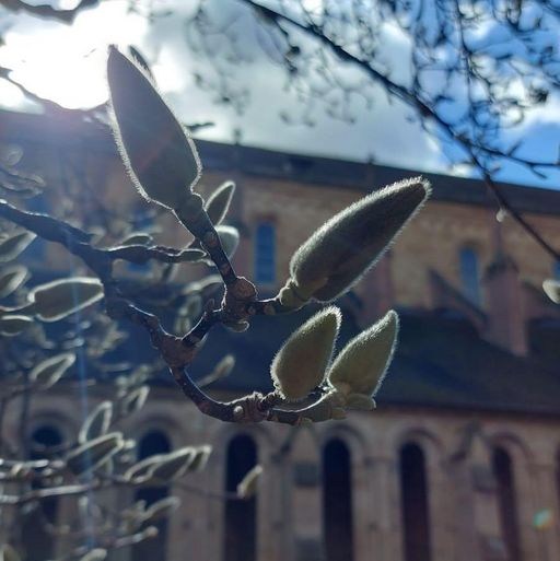 Kloster Maulbronn, Magnolienpflanze im Klostergarten am 15. März 2023