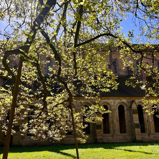 Kloster Maulbronn, Magnolie im Klostergarten am 11. April 2024