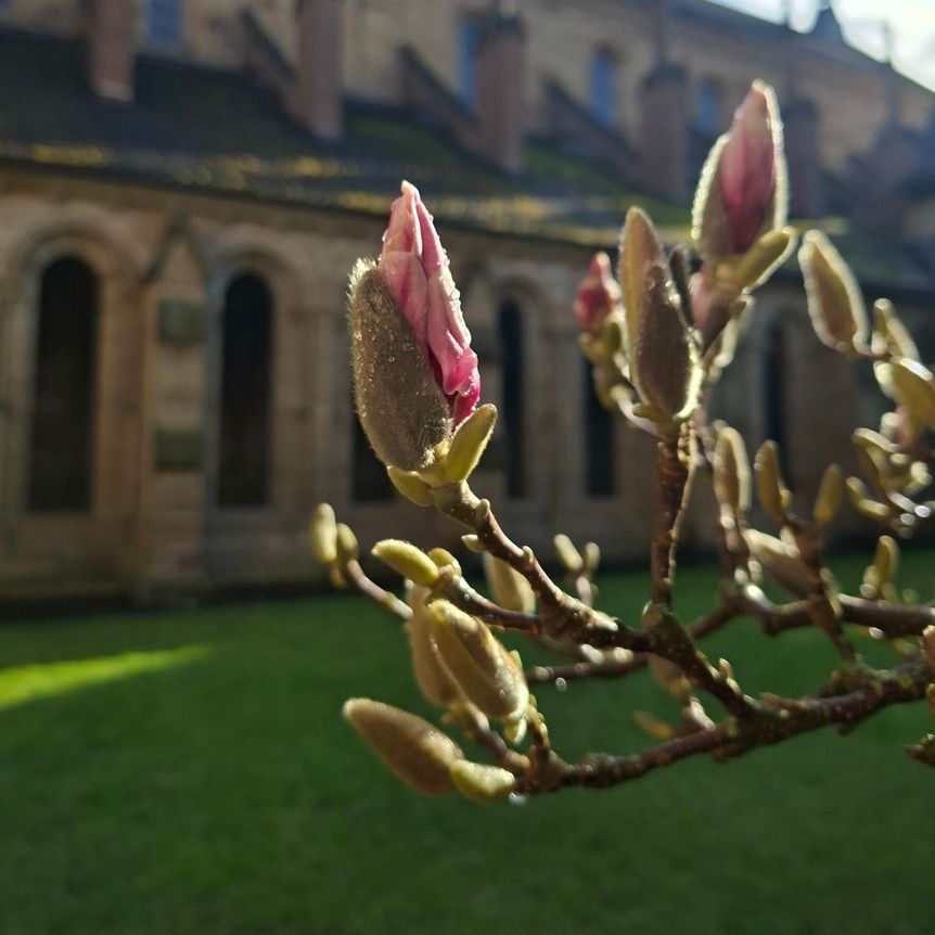 Kloster Maulbronn, Magnolienblüte am 17. März 2026