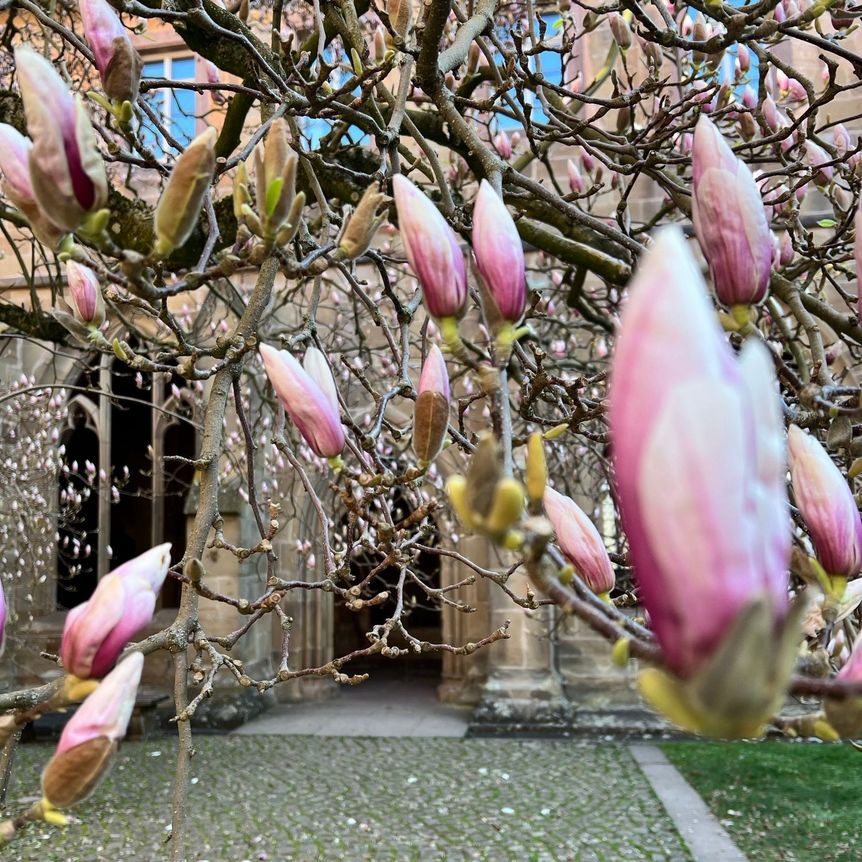 Kloster Maulbronn, Magnolienblüte am 4. April 2025