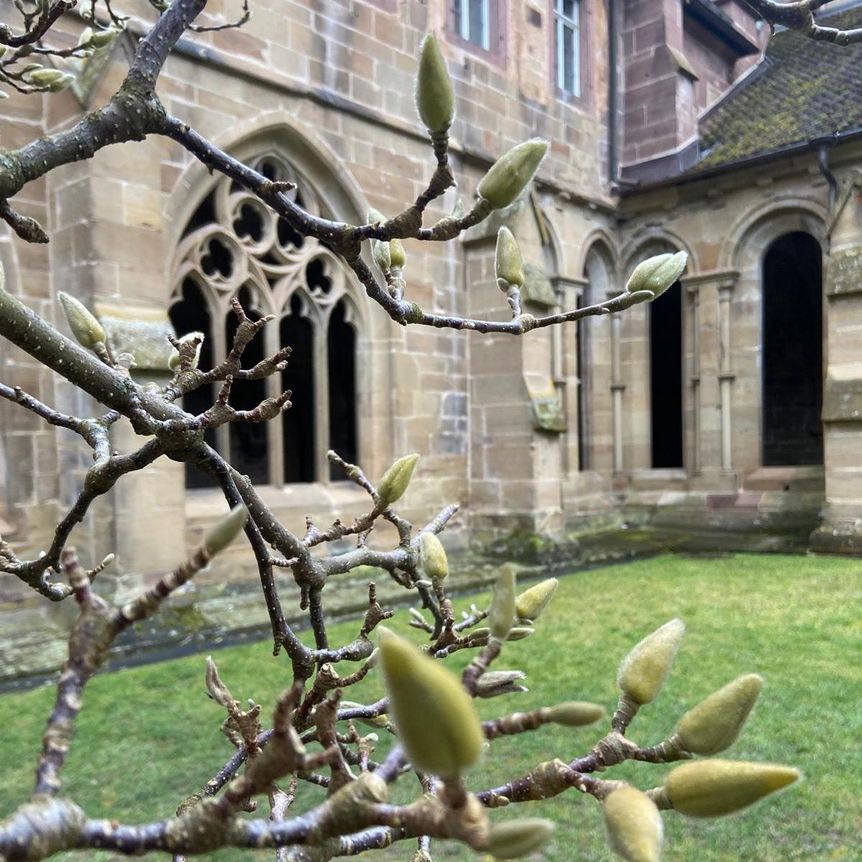 Kloster Maulbronn, Magnolienblüte am 11. März 2025