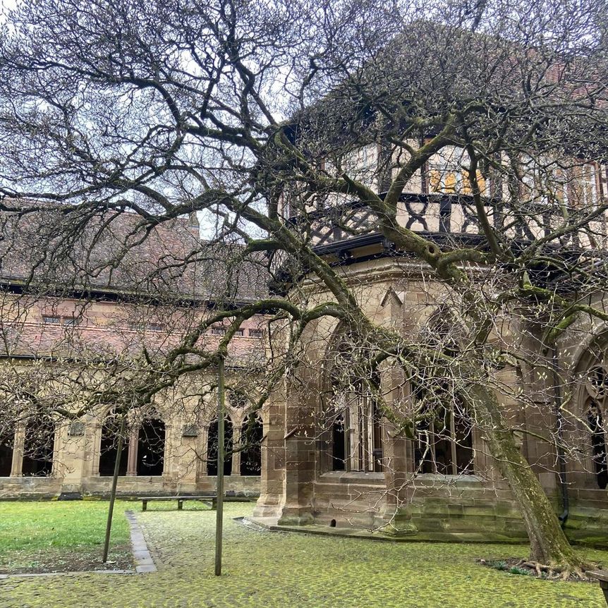 Kloster Maulbronn, Magnolienblüte am 11. März 2025