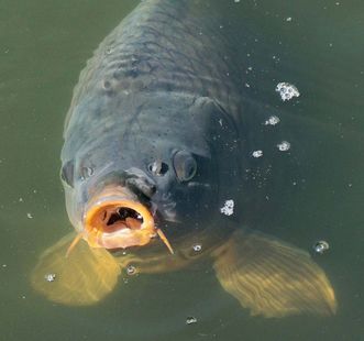 Carp in a pond