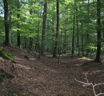 Eppinger Linien als Graben im Wald