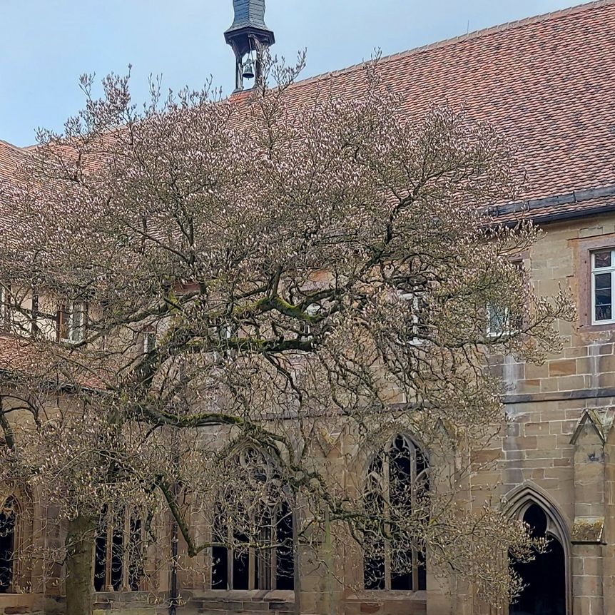 Kloster Maulbronn, Magnolienblüte am 24. März 2025